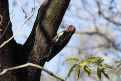 Sphyrapicus ruber × nuchalis