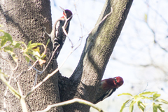 Sphyrapicus ruber × nuchalis