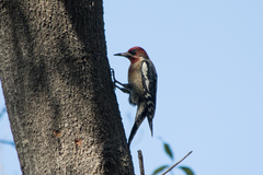 Sphyrapicus ruber × nuchalis