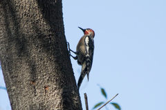 Sphyrapicus ruber × nuchalis