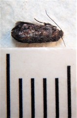 Corocosma memorabilis