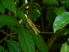 Abracris flavolineata