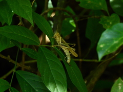 Abracris flavolineata