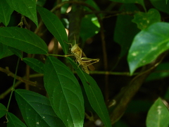 Abracris flavolineata