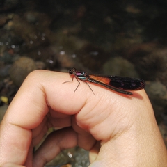 Heliocypha fenestrata