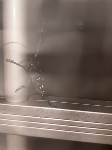 Citrus Longhorn Beetle