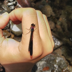 Heliocypha fenestrata