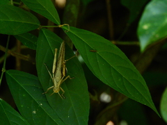 Abracris flavolineata
