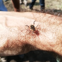 Erginulus subserialis