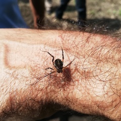 Erginulus subserialis