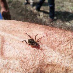 Erginulus subserialis