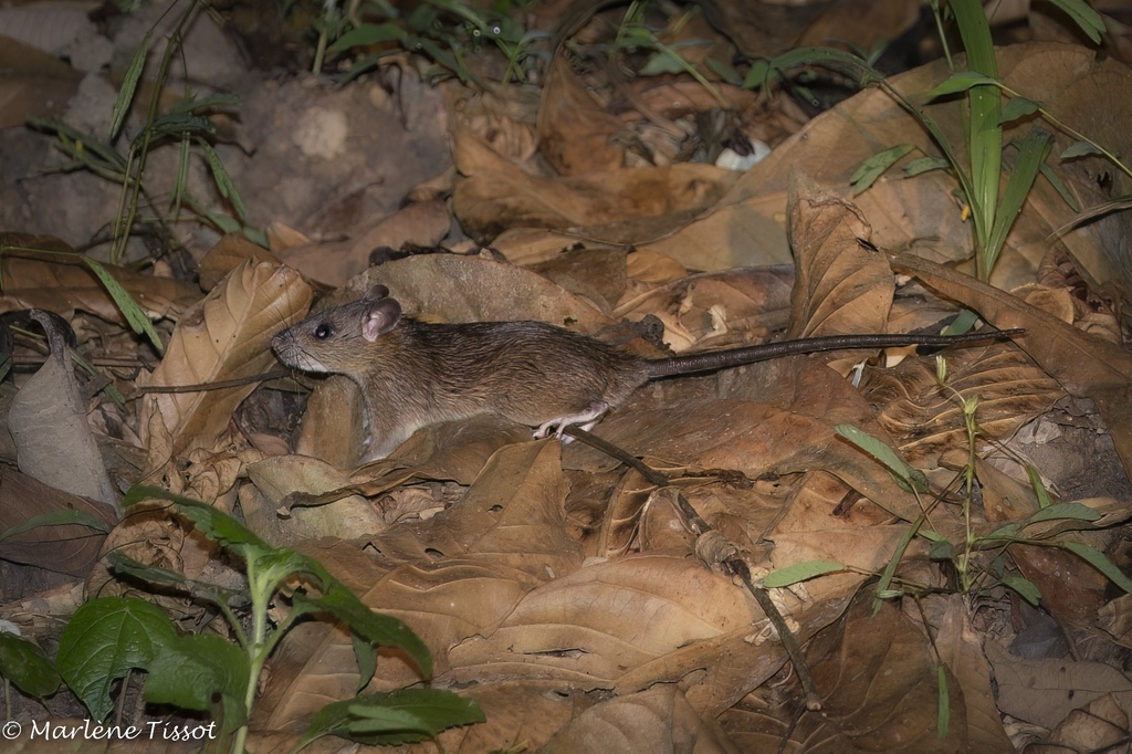 Mountain Spiny Rat
