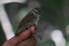 Uropsila leucogastra