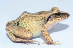 Eleutherodactylus atkinsi
