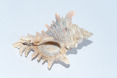 Chicoreus brevifrons