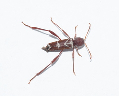 Neoclytus senilis