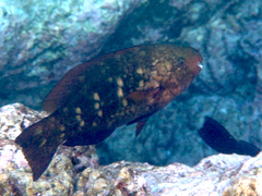 Greensnout Parrotfish photo 4