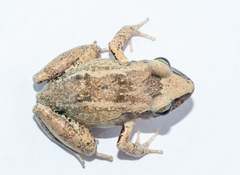 Eleutherodactylus atkinsi
