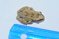 Eleutherodactylus atkinsi