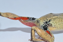 Eleutherodactylus atkinsi