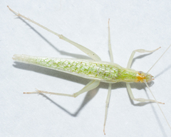 Oecanthus allardi