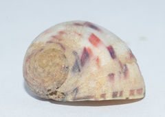 Nerita peloronta