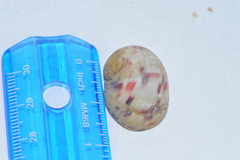 Nerita peloronta