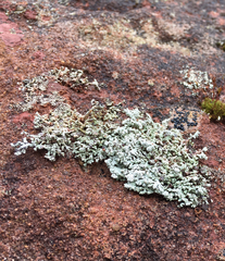 Stereocaulon dactylophyllum