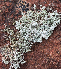 Stereocaulon dactylophyllum