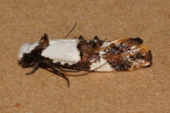 Monopis meliorella