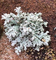 Stereocaulon dactylophyllum