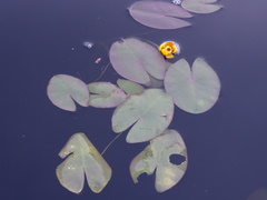 Nuphar microphylla