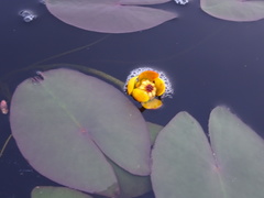 Nuphar microphylla