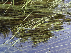 Schoenoplectus subterminalis