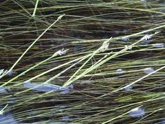 Schoenoplectus subterminalis