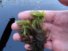 Sphagnum macrophyllum