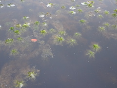 Sphagnum macrophyllum