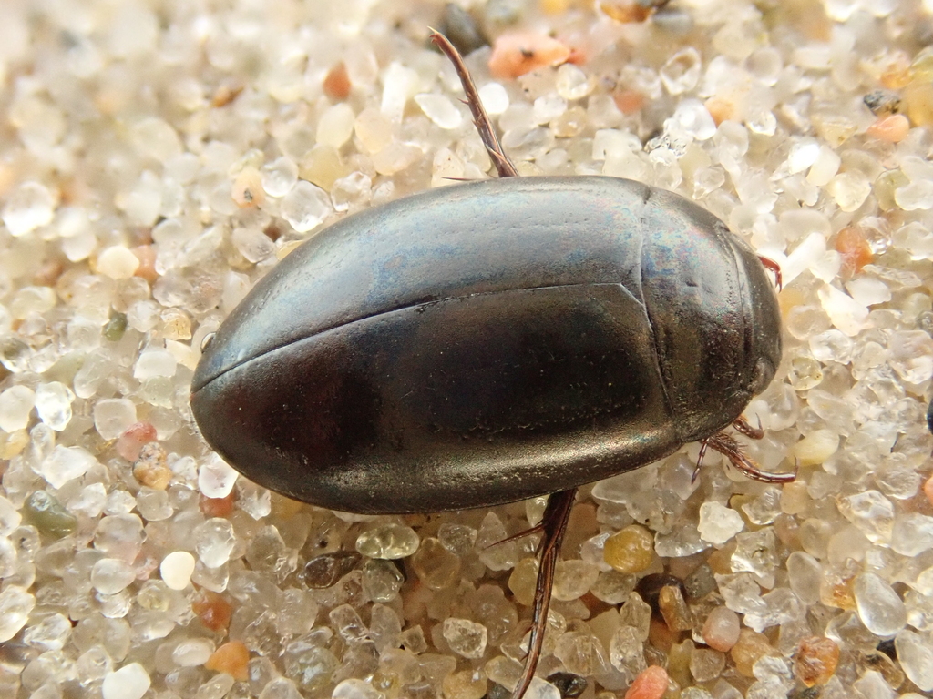 Ilybius similis