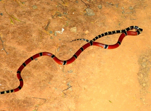 West Mexican Coral Snake