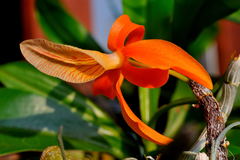 Dendrobium unicum