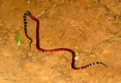 Micrurus distans