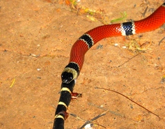 Micrurus distans