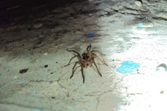 Lycosidae