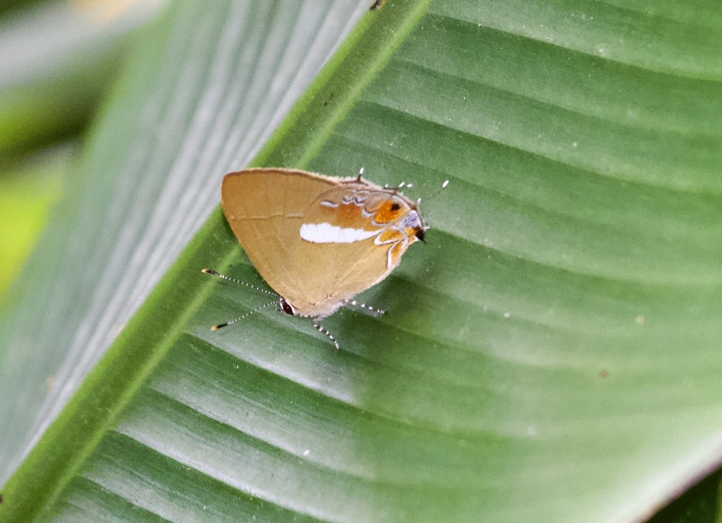 Calycopis tamos
