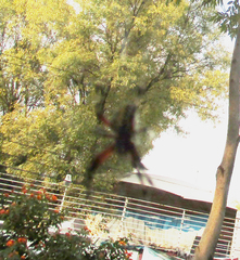 Araneidae