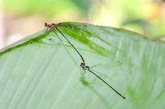 Nososticta impercepta