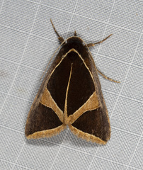 Agamana conjungens