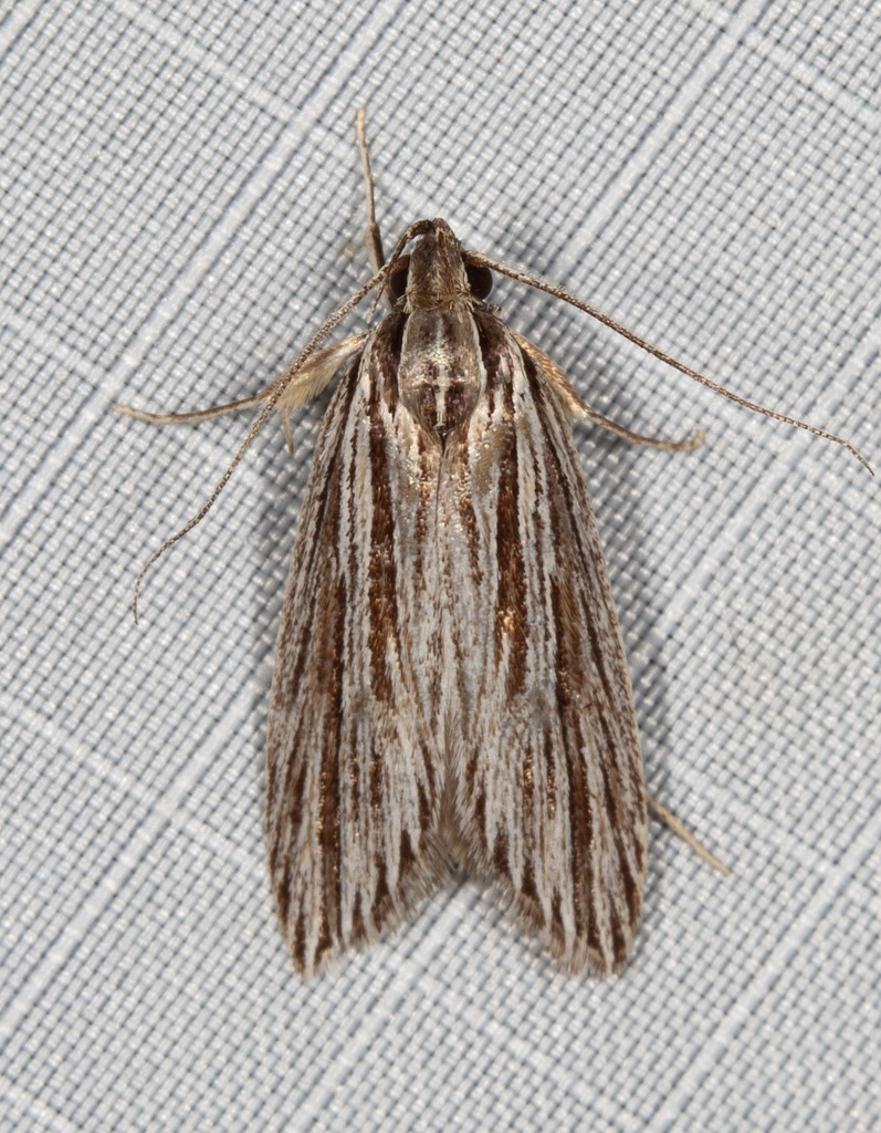 Leistarcha tenuistria