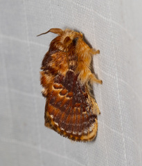 Pseudanapaea denotata