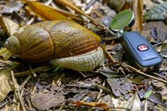 Megalobulimus gummatus